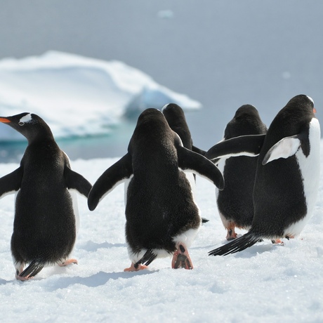 Antarctica | Penguins of the Peninsula